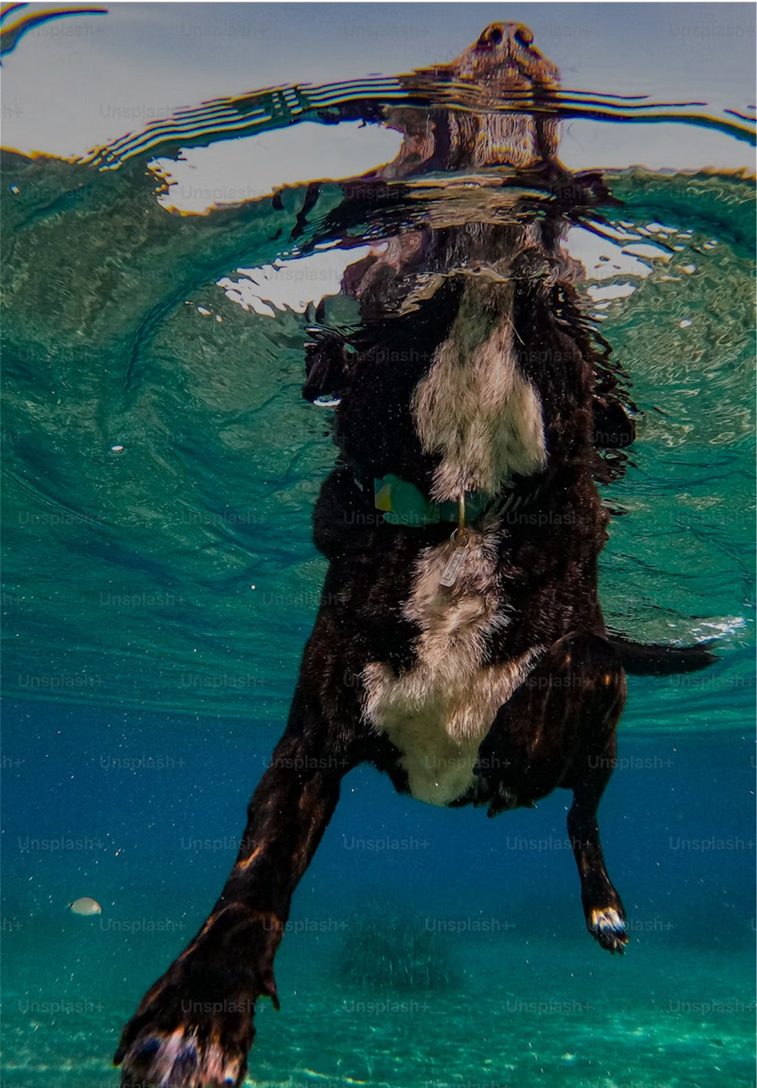 Doggy Beach Day: Tips for the Ultimate Shoreline Adventure