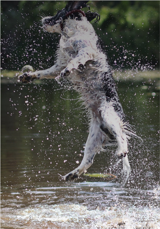 Making a Splash: Why Dogs Love Swimming and How It Benefits Them