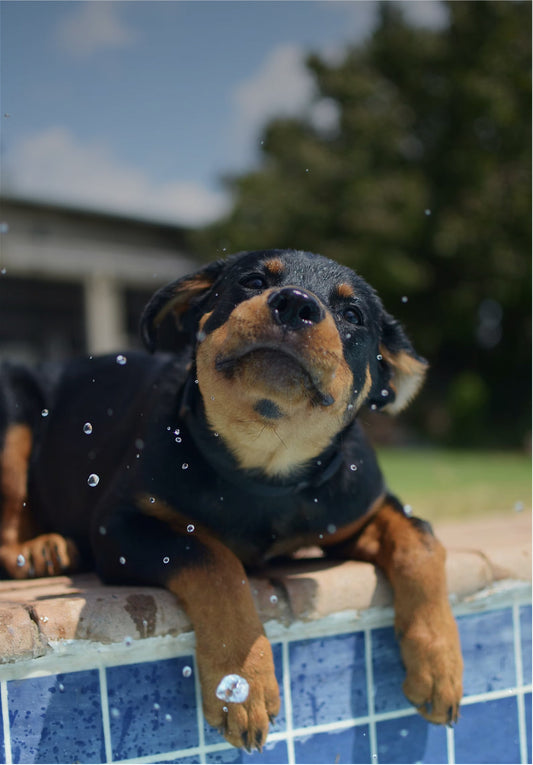 Swimming Safety Tips for Dogs: Keeping Your Pup Safe in the Water