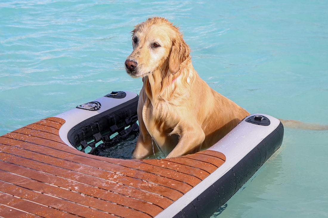 Built-in dog ramp